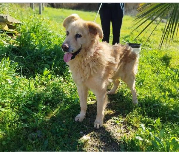 Giorgio 12Anni Color Biscotto Condannato In Canile Matera